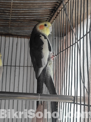 Cockatiel Male